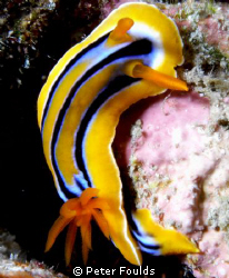 Nudi by Peter Foulds 